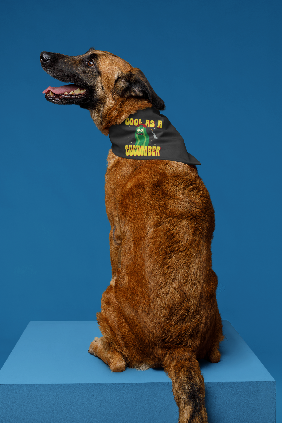 "Cool As A Cucumber" cartoon graphic pet bandana in black on a dog, blue backdrop, funny pun gift