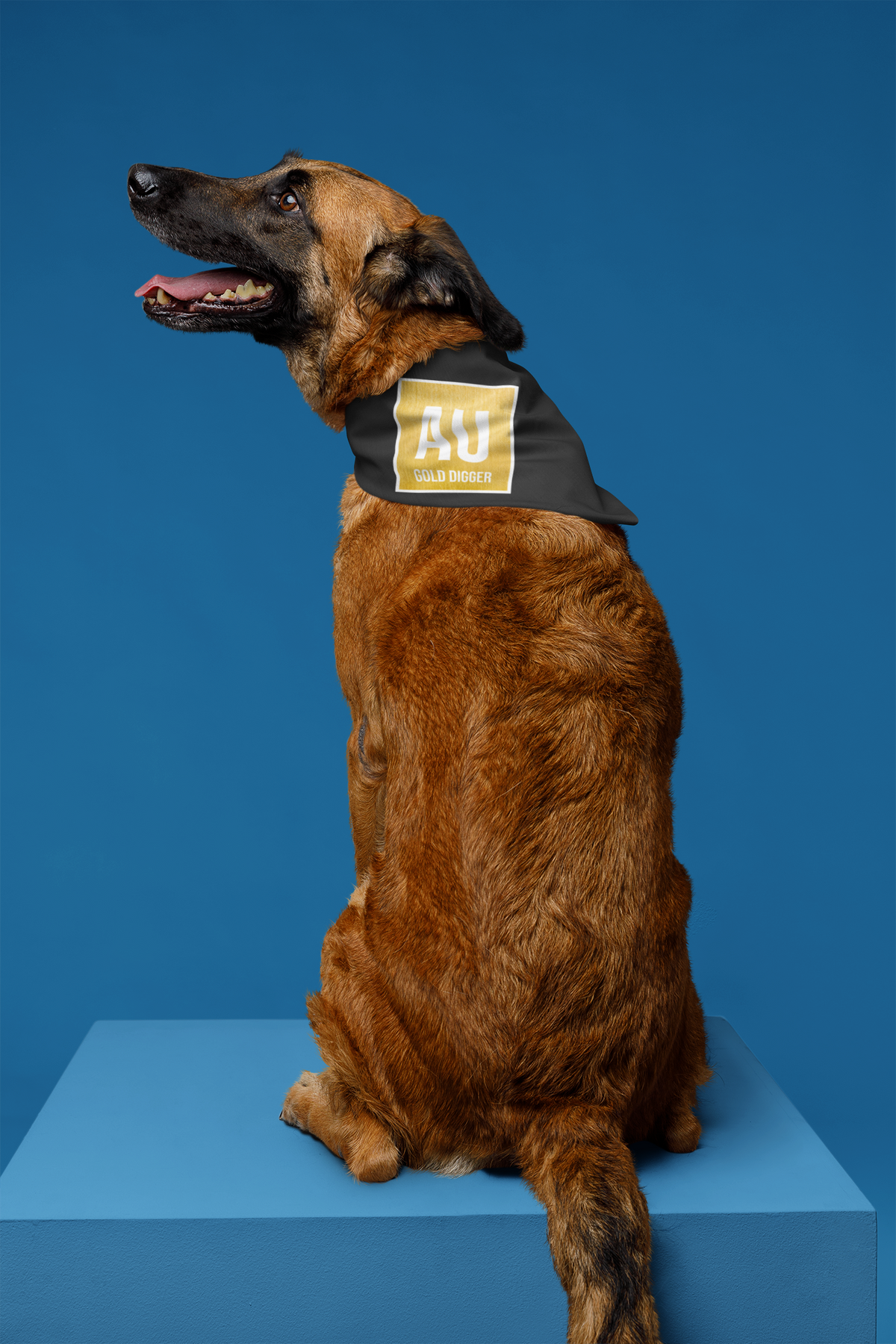'AU Gold Digger' pet bandana in white, dog wearing it in studio against blue backdrop, funny chemistry pet gift