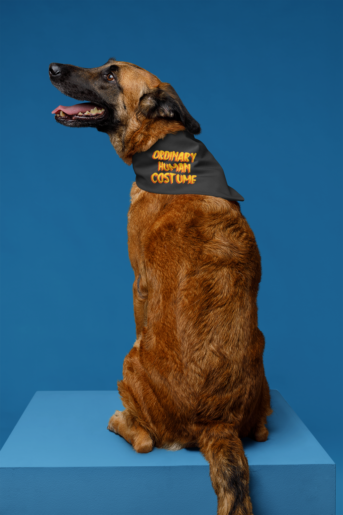 'Ordinary Human Costume' funny halloween pet bandana in black, dog wearing it on blue backdrop, gift