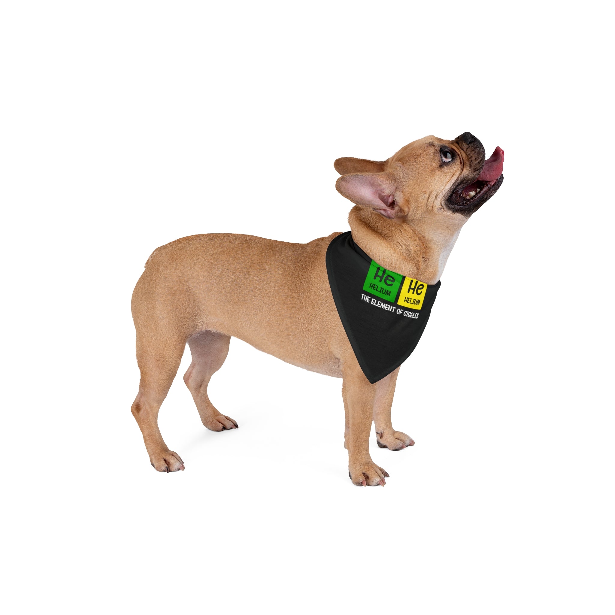 A tan French Bulldog sporting a chic He-He - Pet Bandana on a soft-spun polyester bandana that reads "He He Helium, The Element of Cheer" looks up with its tongue out.