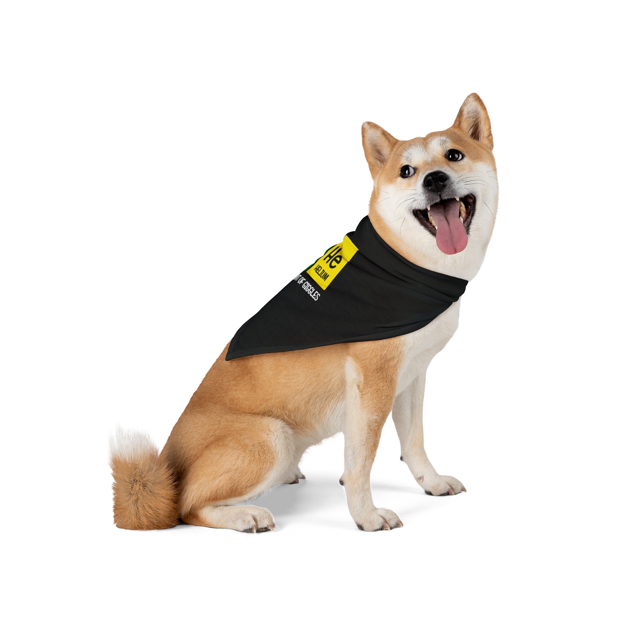 A Shiba Inu dog sits and looks sideways with its tongue out, sporting a He-He - Pet Bandana black and yellow bandana made from soft-spun polyester.