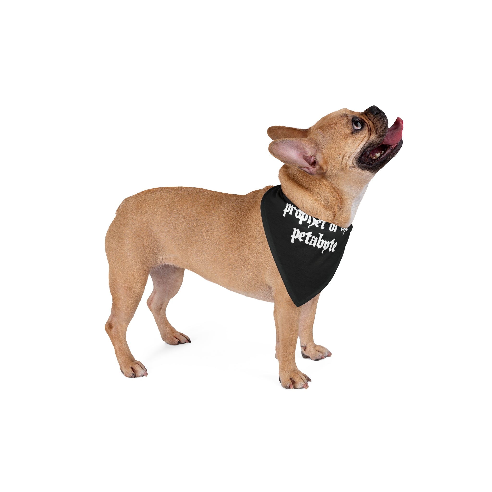 A tan French Bulldog, sporting the chic "Prophet of the Petabyte" polyester pet bandana with white text, stands on a white background, looking upward with its tongue out.