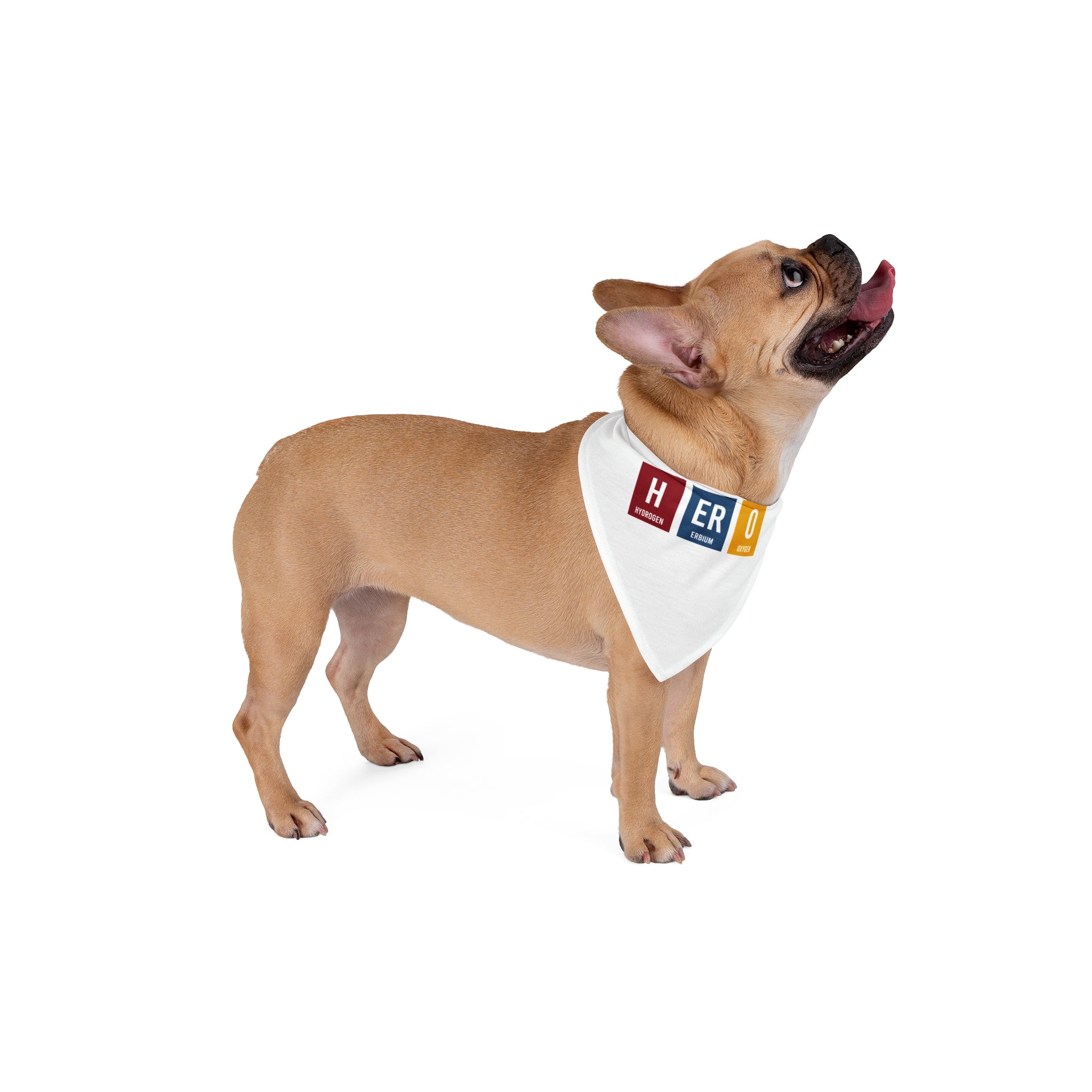A small brown French Bulldog wearing a stylish HERO - Pet Bandana made from soft-spun polyester looks upward with its tongue out.