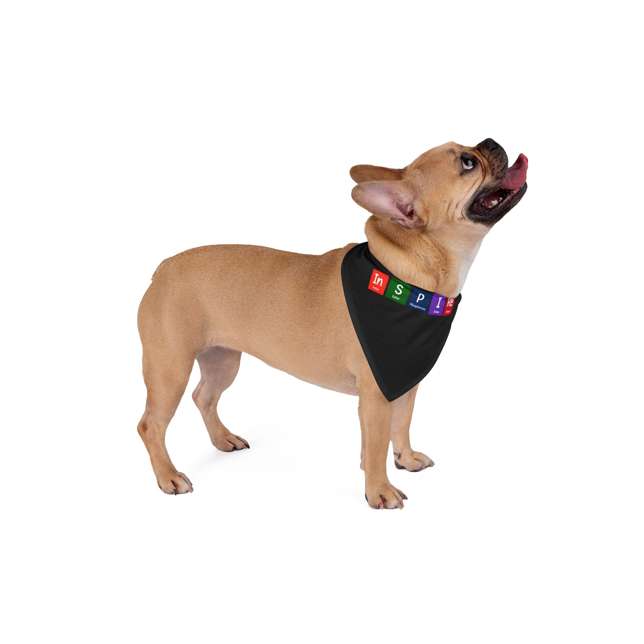 A light brown French Bulldog wearing an In-S-P-I-Re - Pet Bandana with colorful letters looks up with its mouth open, isolated on a white background.