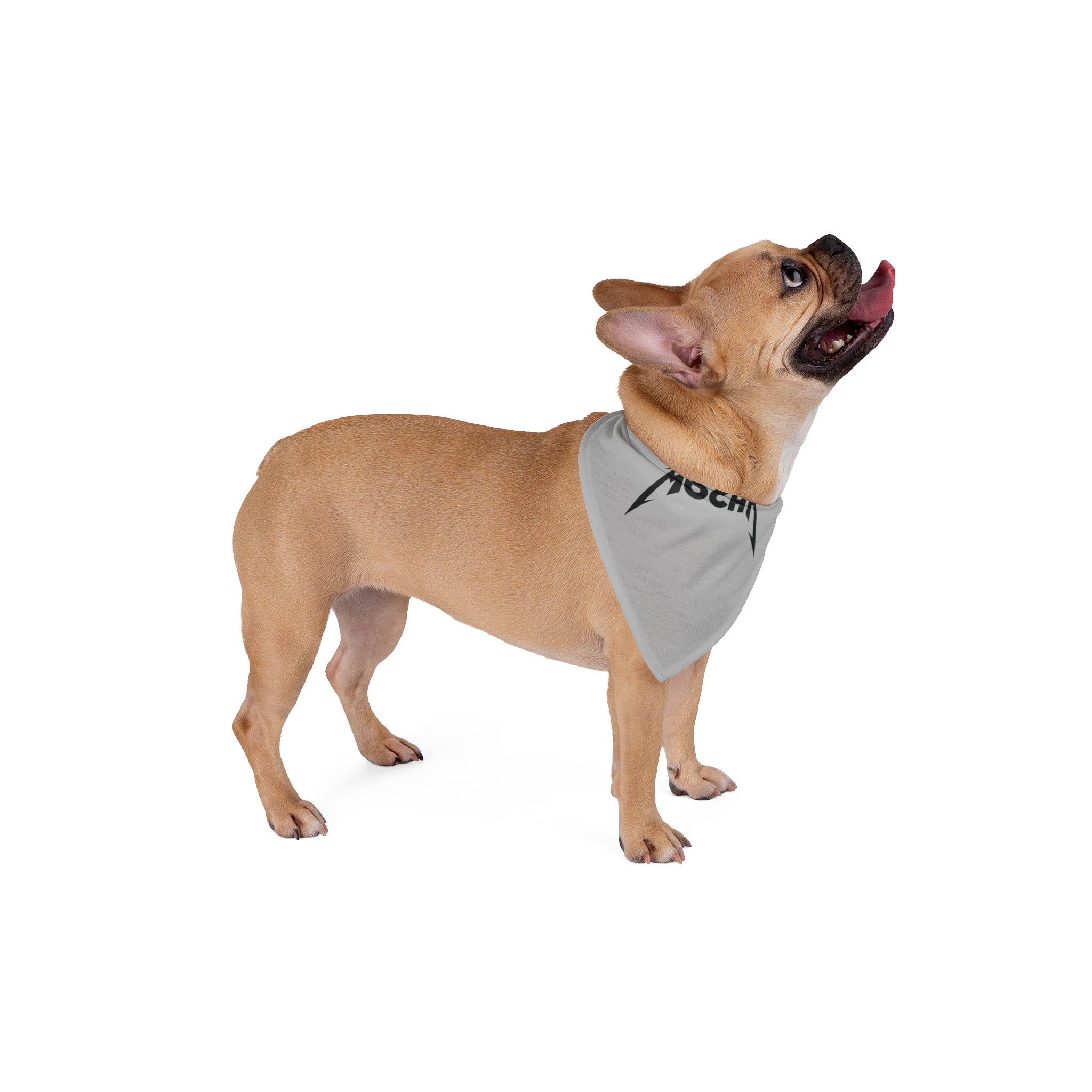 A tan French Bulldog wearing a stylish and skin-friendly Mocha - Pet Bandana made of soft-spun polyester stands on a white background, looking upward with its tongue out.