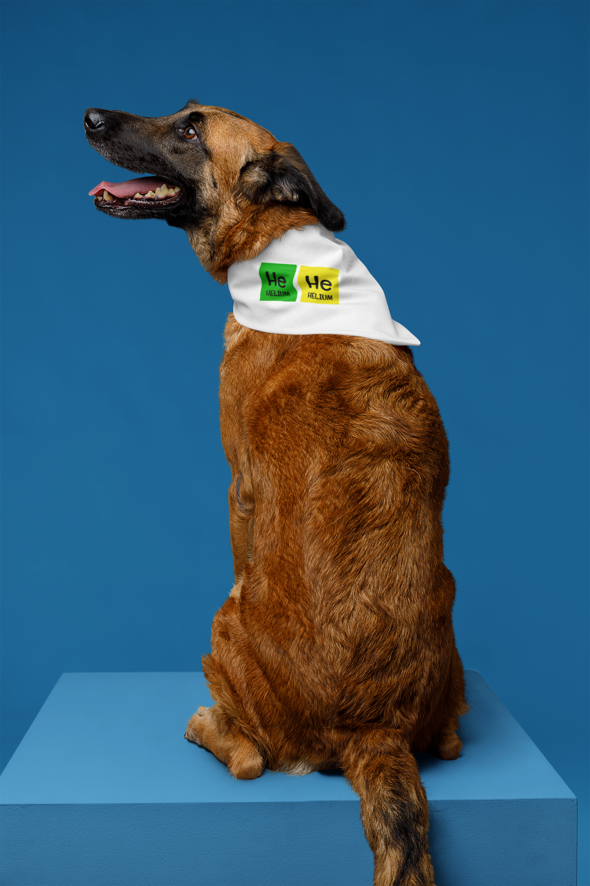 'He-He: The Element of Giggles' pet bandana in black, dog wearing it on blue background, funny gift