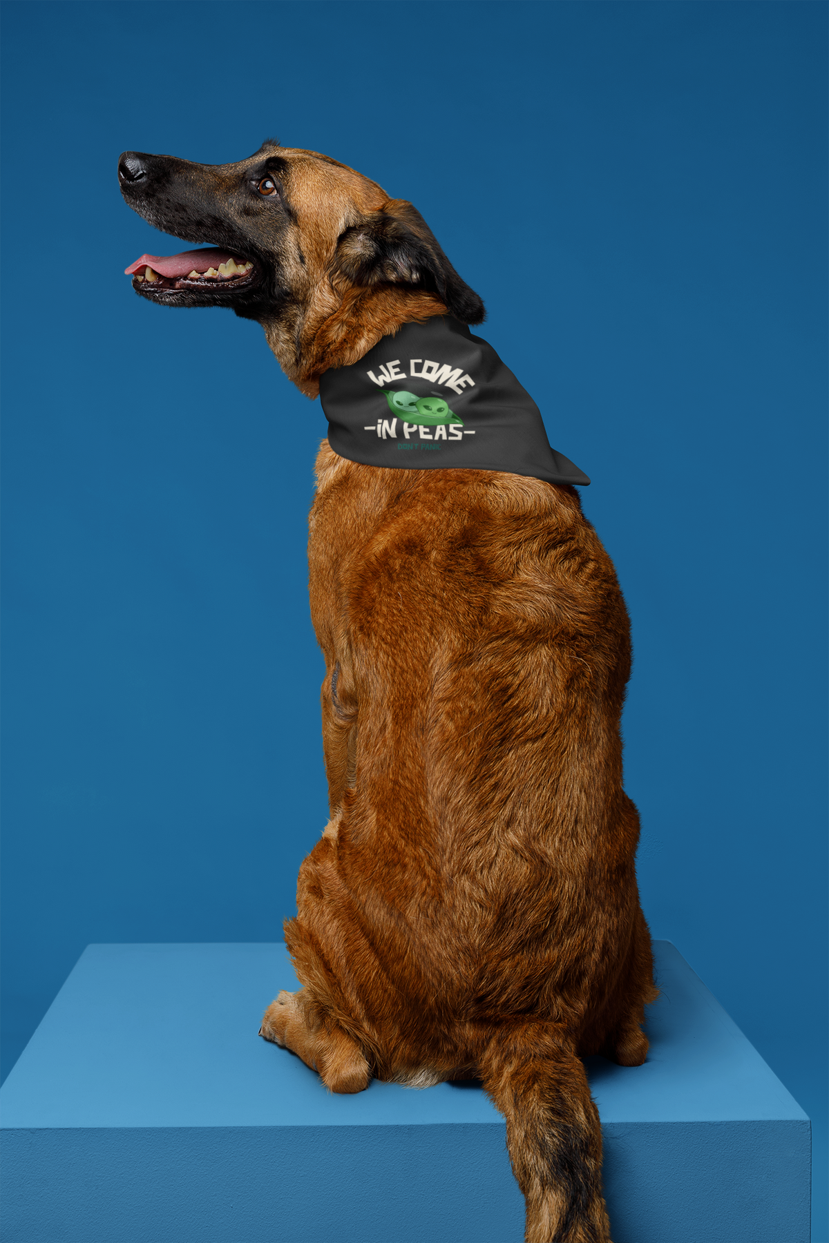 'We Come in Peas' pet bandana in black, dog wearing it in studio on a blue backdrop, funny alien pun gift for pet lovers