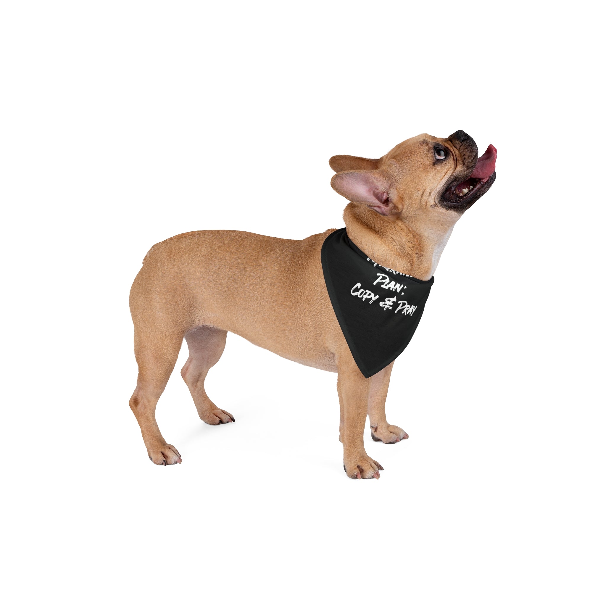 A French bulldog wearing the Migration Plan Copy and Pray - Pet Bandana, made of stylish polyester with text, stands on a white background, looking upwards with its tongue out.