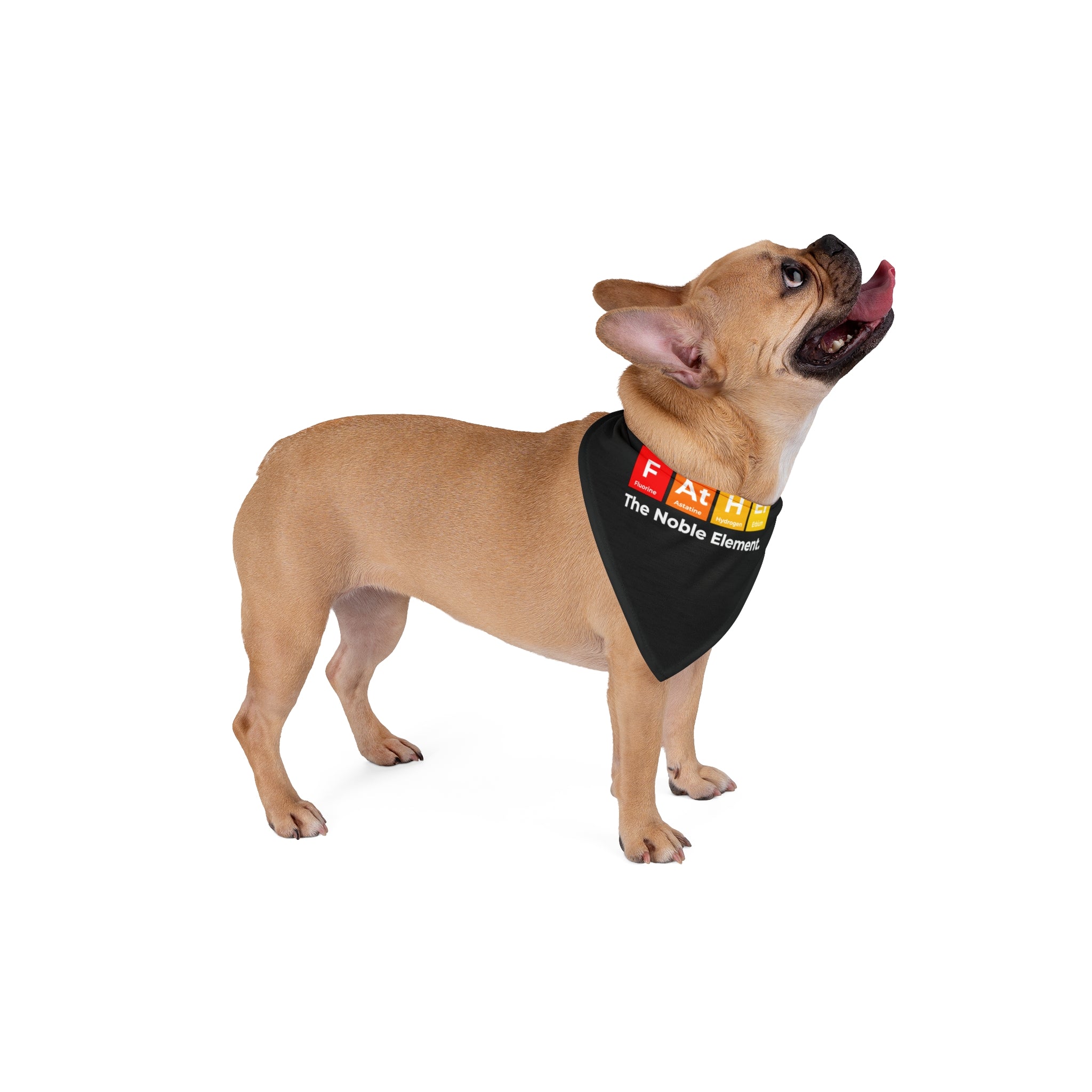 A tan French Bulldog wearing a Father Graphic - Pet Bandana— a black bandana adorned with colorful periodic table elements and the words "The Noble Elements." The dog is standing, looking upwards with its tongue out. Perfect for any proud Doggo Dad!