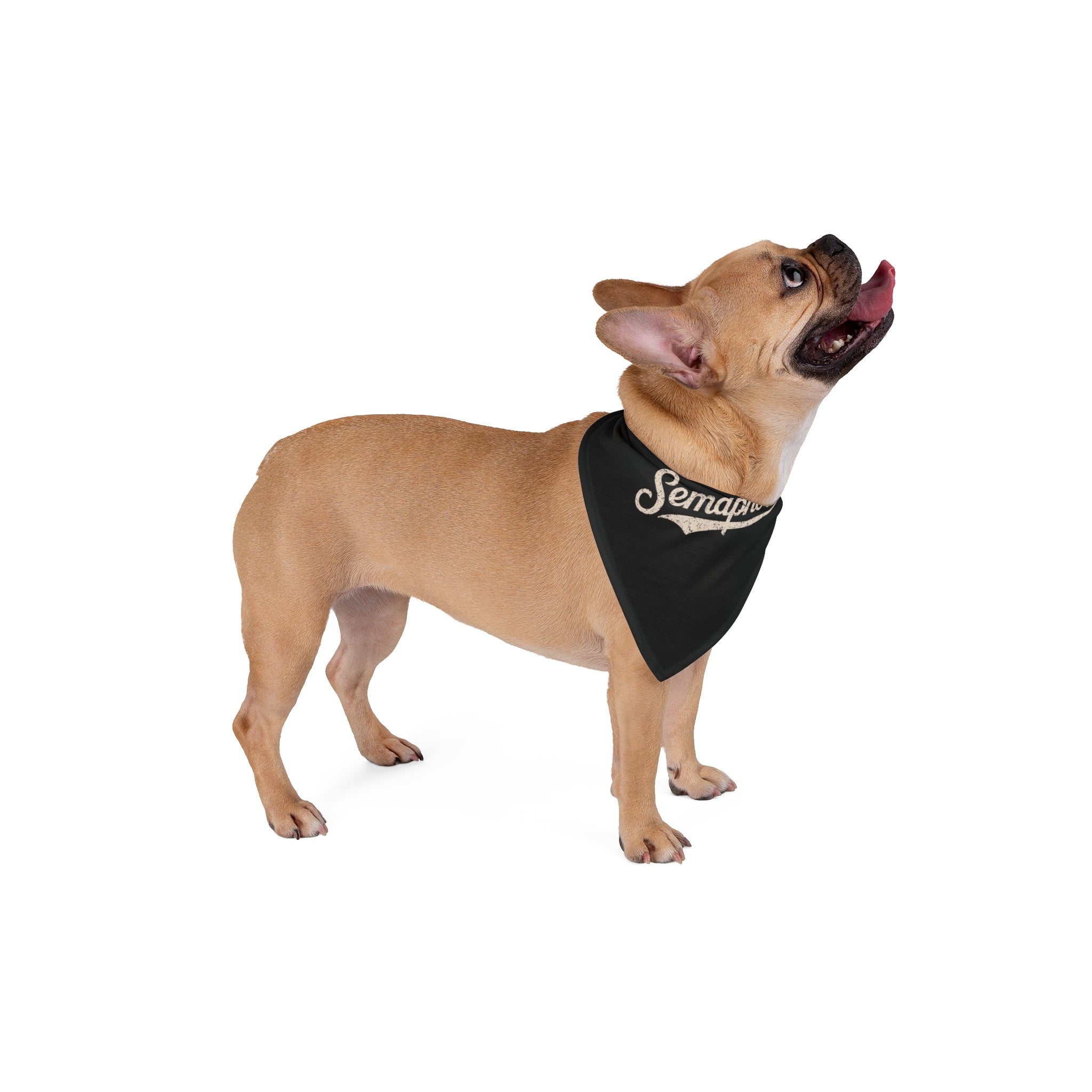 A tan French Bulldog wearing a fun Semaphore - Pet Bandana looks upwards.