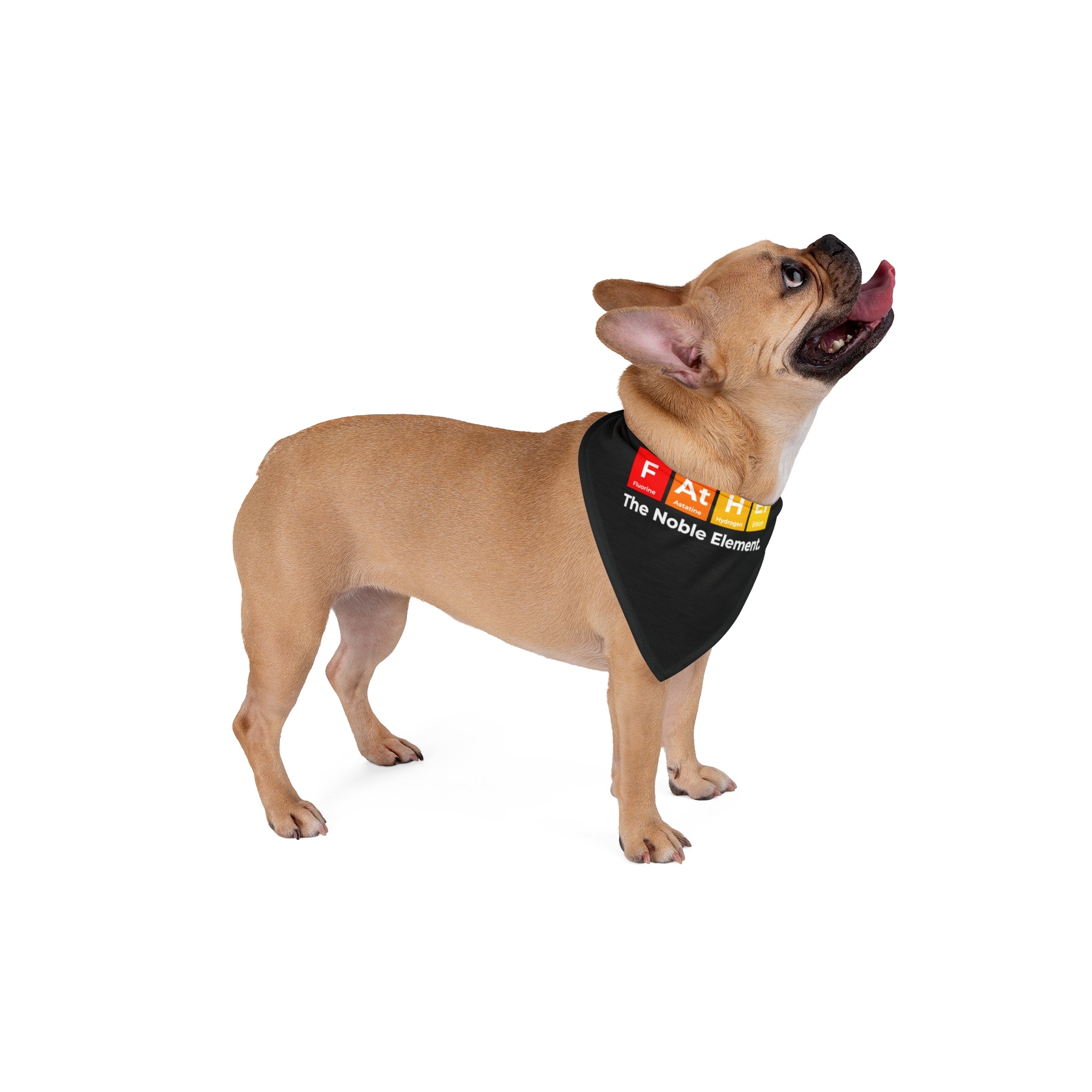 A light brown French Bulldog, wearing a black Father Graphic - Pet Bandana with colorful blocks spelling "Fart" and "The Noble Element" printed below, looks upward with its tongue out. This pet-friendly design is perfect for any Doggo Dad.