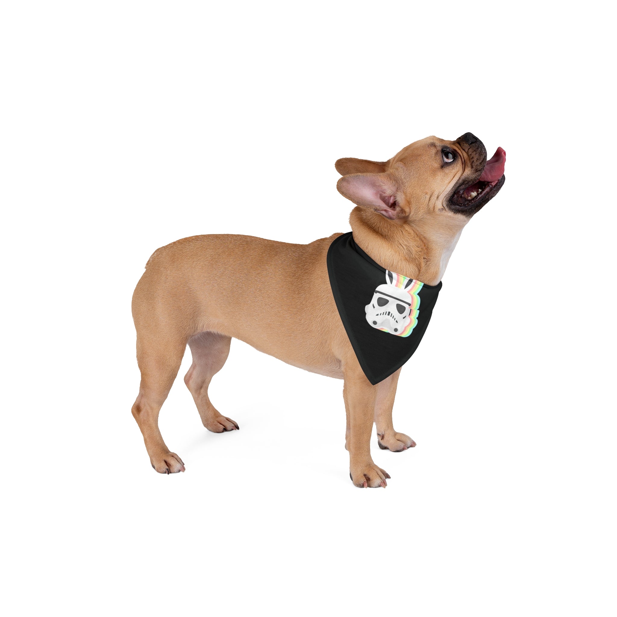 A small brown dog wearing a black Star Wars Easter Stormtrooper - Pet Bandana looks upwards.