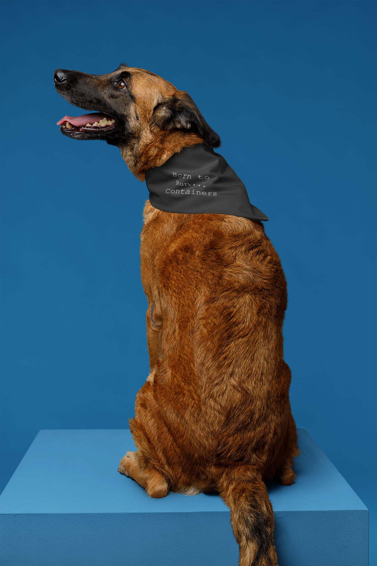 'Born to Run... Containers' pet bandana in black, dog wearing it studio blue backdrop, funny gift for container geeks