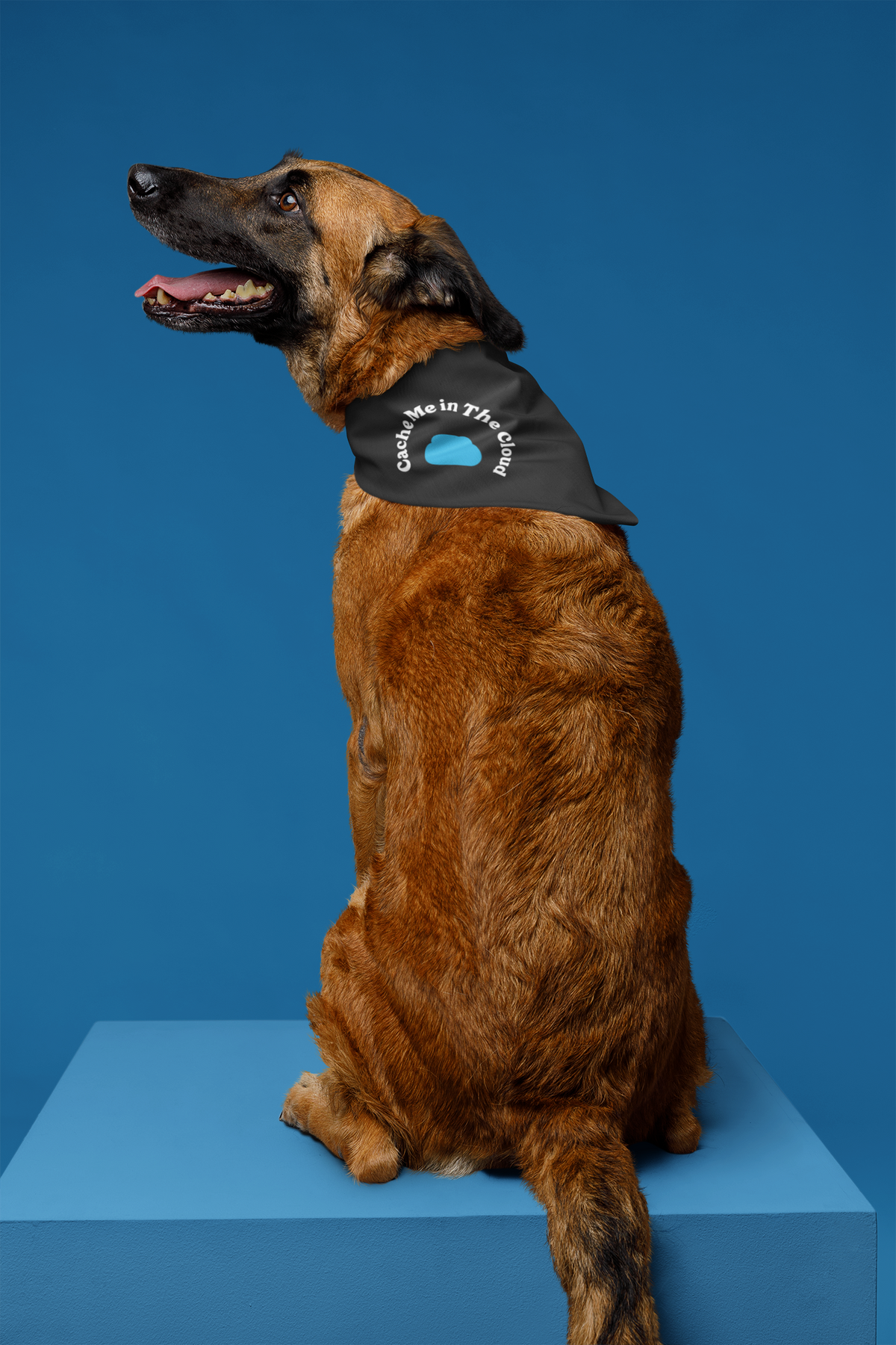 'Cache Me in The Cloud' pet bandana in black, dog sitting against a blue backdrop, funny gift for pet owners