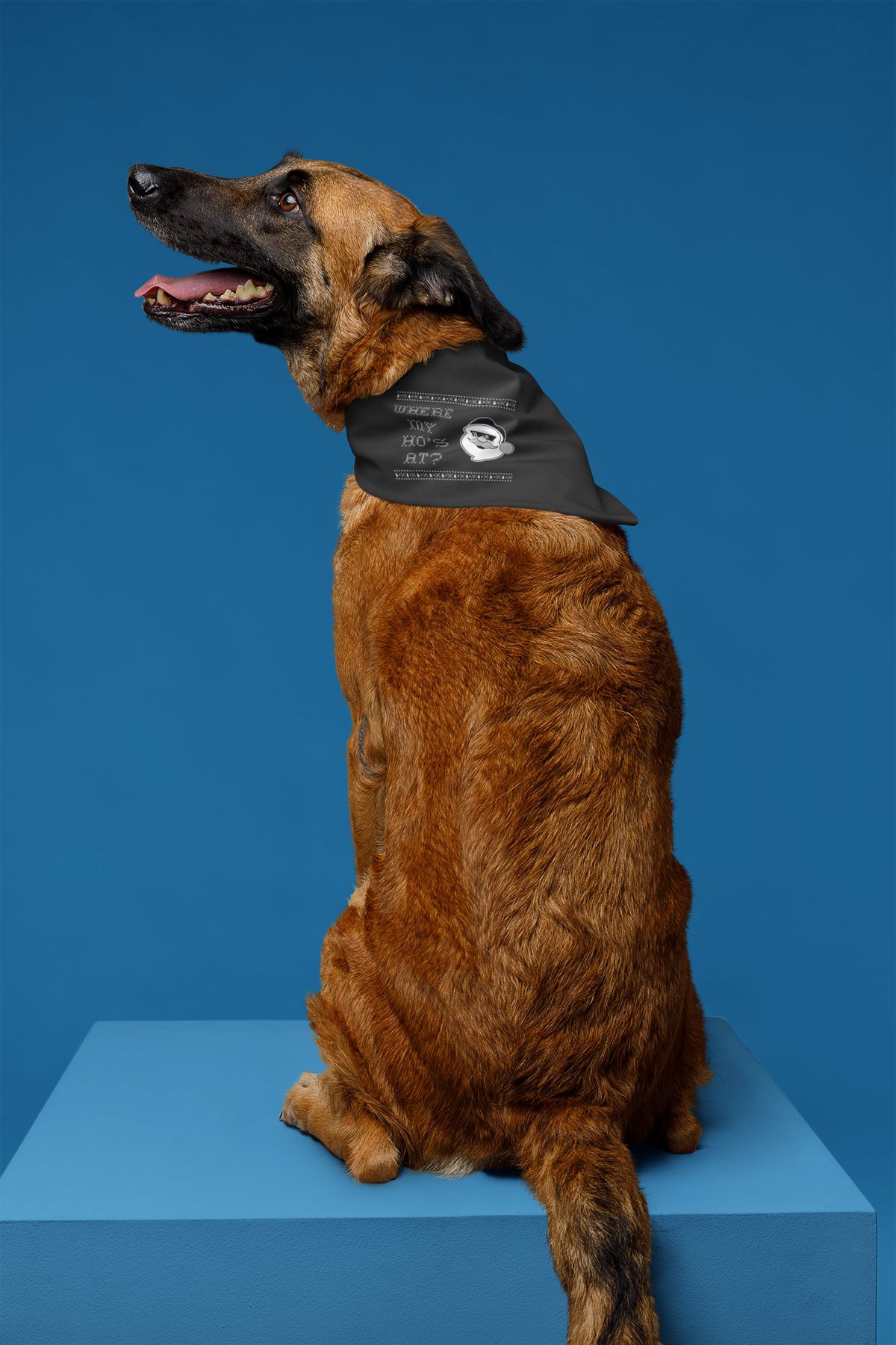 'Where My Ho's At' Santa graphic pet bandana in black, dog wearing it on blue backdrop, funny Christmas pet gift