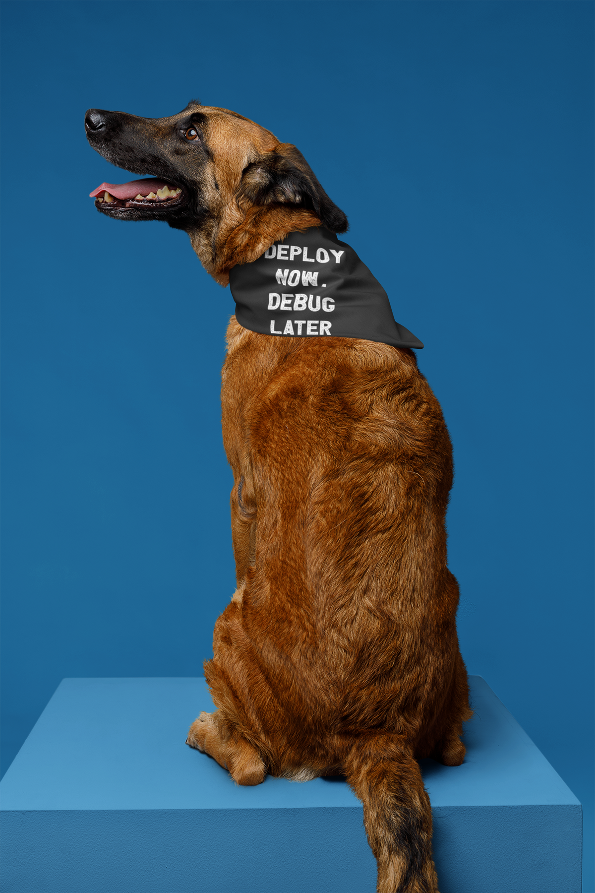 'Deploy Now, Debug Later' pet bandana in black, dog wearing it studio blue backdrop, funny gift for coder pet owners