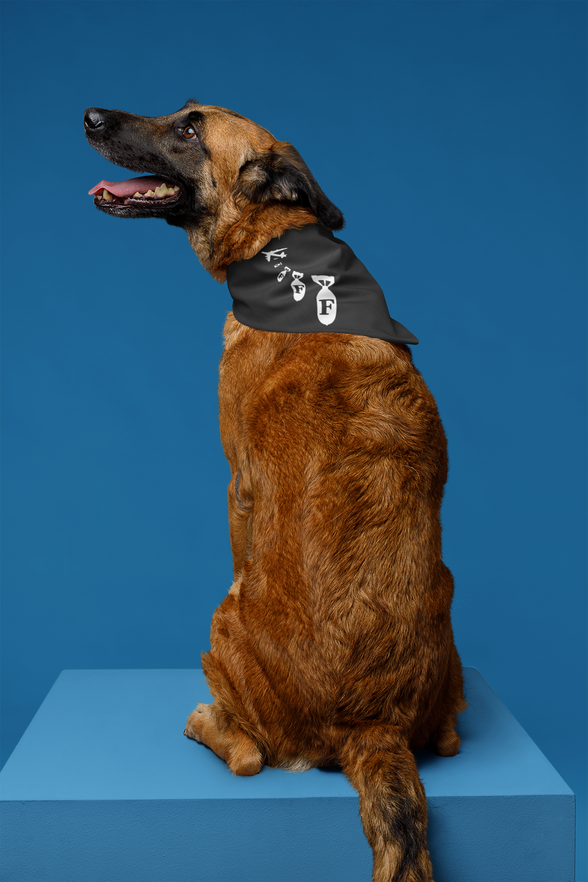F Bomb Pet Bandana in black, dog sitting on blue studio backdrop, funny sarcastic pet gift